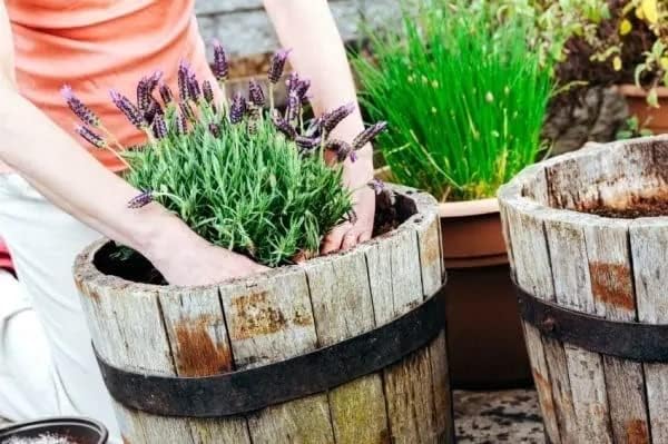 Gardenera Organic Moisture Control Potting Mix - Absorbs 33% More Water Than Basic Potting Soil - 5 Quart