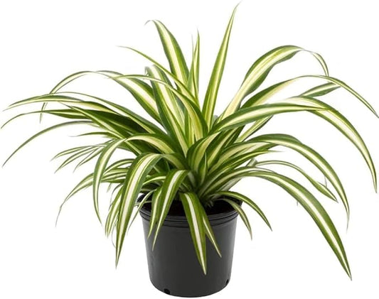 GARDENERA Premium Spider Plant Potting Soil Mix - (1 Quart Bag)