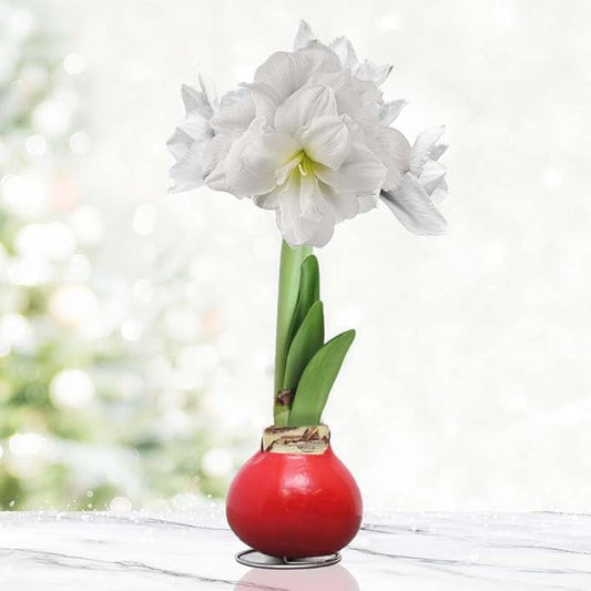 Merry and Bright Intokazi Waxed Amaryllis Double Flower Bulb with Stand, No Water Needed