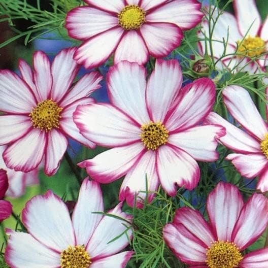Eden Brothers Cosmos Seeds - Candystripe