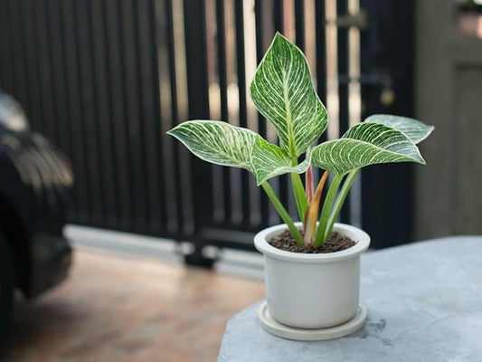 Gardenera Philodendron Planting Mix - Provide Your Plants with The Best Soil Medium - 4 QUARTS