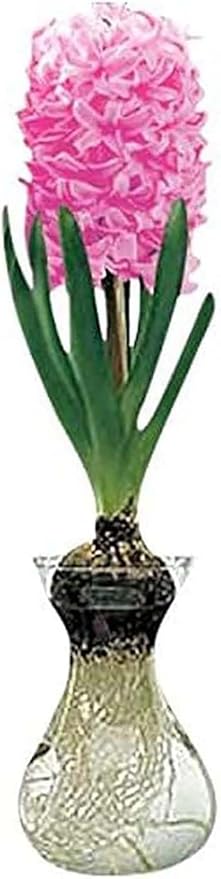 Pink Hyacinth Bulb and Glass Vase for Forcing