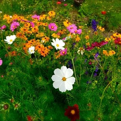 Eden Brothers Cosmos Seeds - Purity