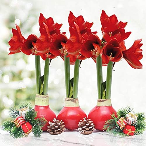Red Waxed Amaryllis Flower Collection, No Water Needed (Pack of 3)