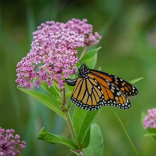 Save The Monarchs Wildflower Seed Shaker - 100,000+ Wild Flower Seeds for Planting - Beautiful Easy to Sow Seed Shaker - 13 Varieties to Attract Monarch Butterflies & Pollinators - Covers ~250 sq ft