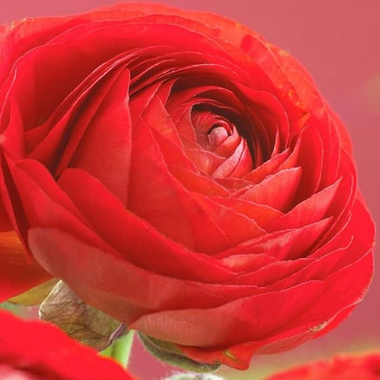 Red Ranunculus Flowers Bulbs for Spring Planting, Perennial Flower Bulbs, Early Spring Flower to Plant Outside, Colorful Blooms Groundcover Bulbs, Top Size