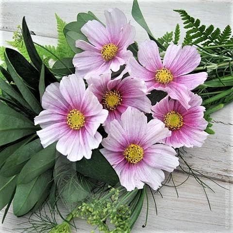 Eden Brothers Cosmos Seeds - Daydream