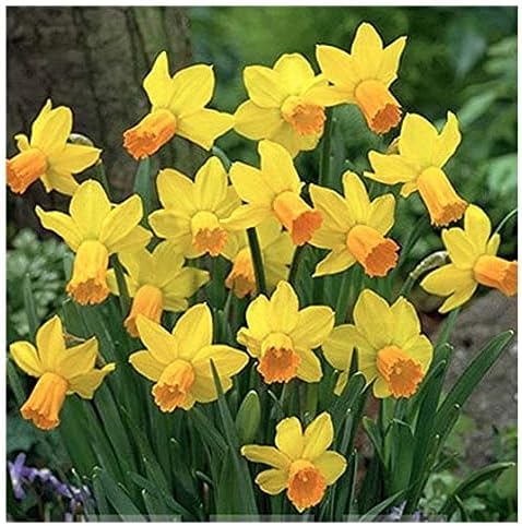 5 Jetfire Narcissus Bulbs - Top Size Daffodil Bulbs