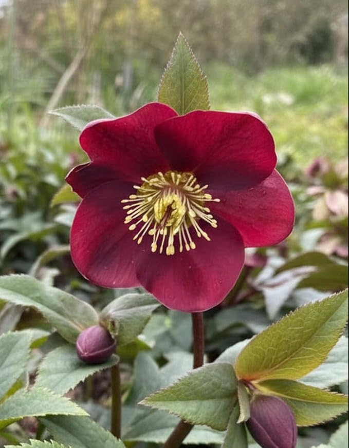 Perennial Farm Helleborus Frostkiss® Anna's Red No. 1