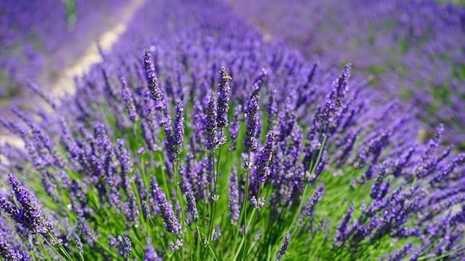 Premium Lavender Potting Soil by Gardenera - Unlock The Full Potential of Your Lavender Plants - 5 QUARTS