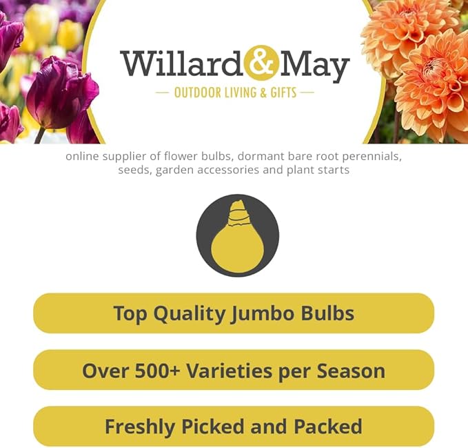 Double Tulip Mixture- 30 Perennial Tulip Bulbs