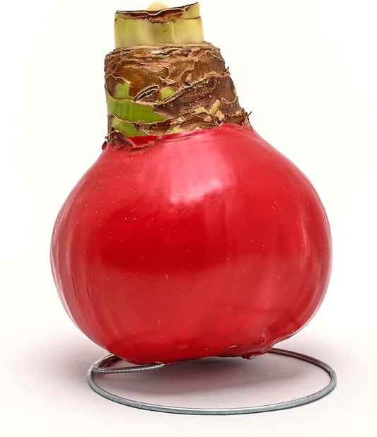 Bonnie Plants Pink Waxed White Candle Amaryllis Bulb, Live Plant, Single Bulb