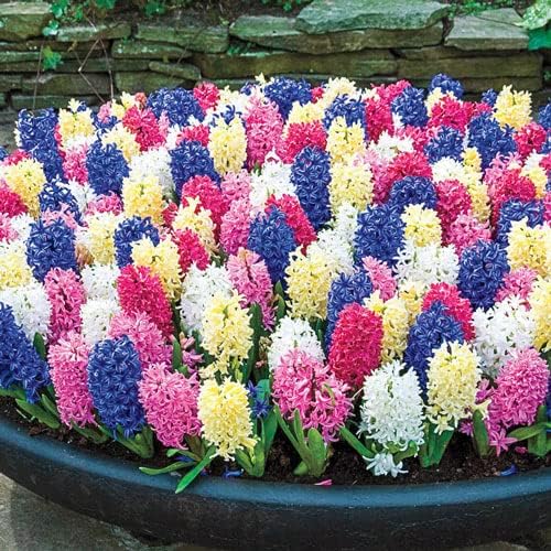 BRECK'S - Giant Hyacinth Spring Flowering Bulb Mixture - Glorious Color and Fragrance for Your Garden - 12 Bulbs per Offer