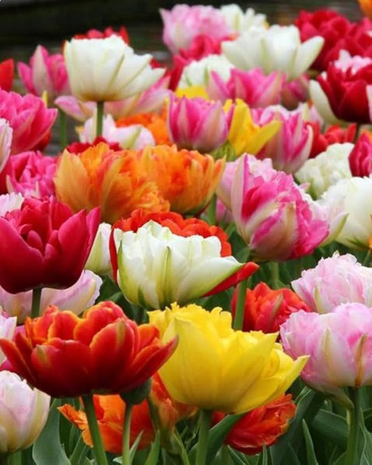 30pcs Mixed Double Late Tulip Bulbs Mixed Color Collection Fall Planting Tulip Bulbs Spring Blooms