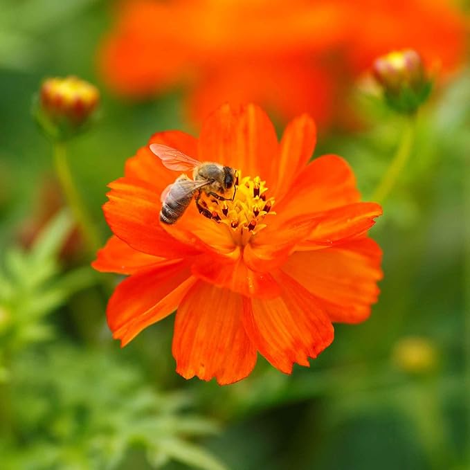 Eden Brothers Sulphur Cosmos Seeds - Crest Red
