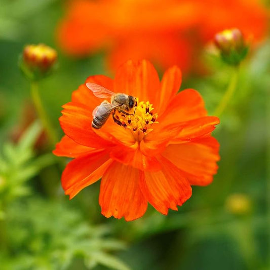 Eden Brothers Sulphur Cosmos Seeds - Crest Red