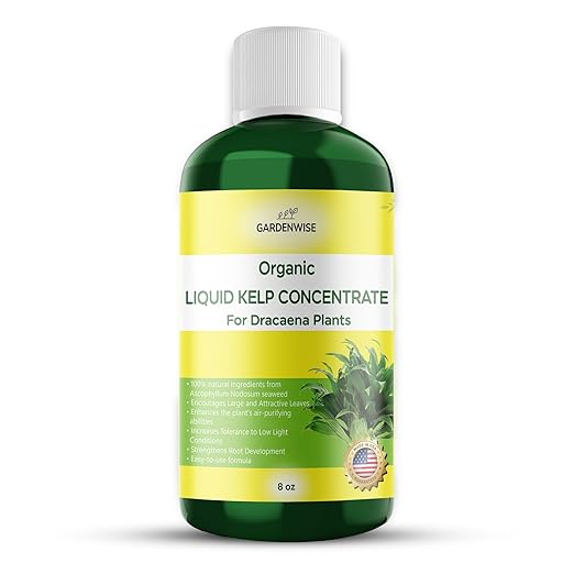 Dracaena Fertilizer: Liquid Kelp Concentrate - Organic Seaweed Fertilizer for Robust Growth (8 OZ)
