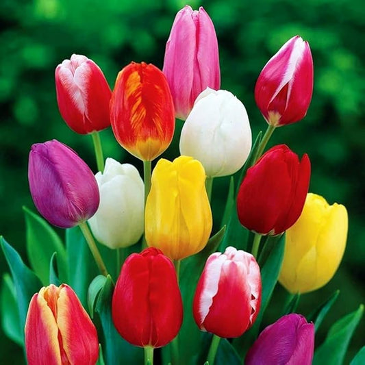 Triumph Tulip Bulbs for Fall Planting Mixed Perennial Hybrids Darwin Changing Colors Emperor Mixture Size 12+ (5, Emperor Mixture)