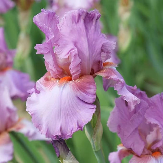 Persian Berry Reblooming Bearded Iris - Naturalizing Perennial Flower - Attracts Butterflies and Great for Cut Floral Arrangements - Easy to Grow Fall Planting Bulbs by Willard & May
