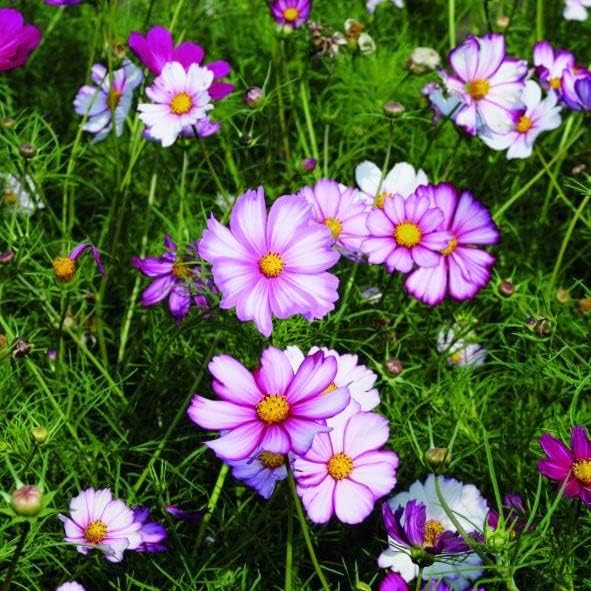 Eden Brothers Cosmos Seeds - Picotee