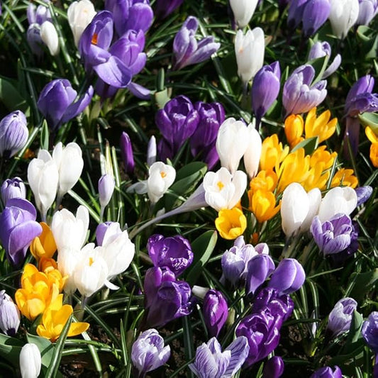 Large Mixed Crocus Flower Bulbs Value Bag - 12 Bulbs per Pack - Good for Indoor Forcing - Grows Well in Containers - Naturalizing - Perennializing - Easy to Grow Live Plants - Outdoor Garden