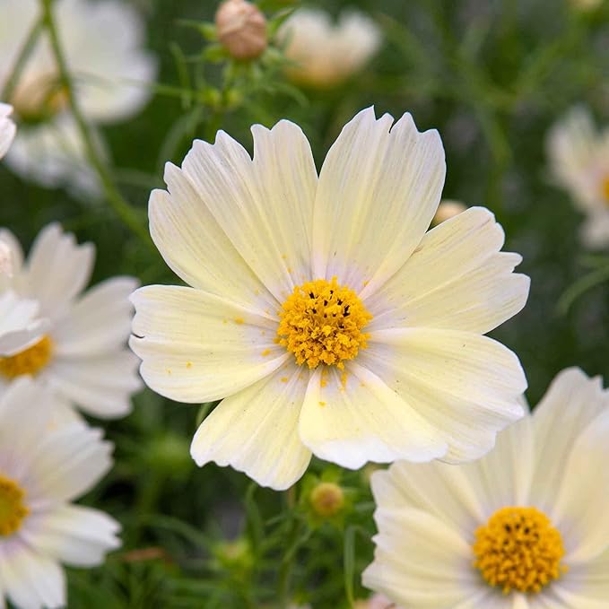 Eden Brothers Cosmos Seeds - Lemonade