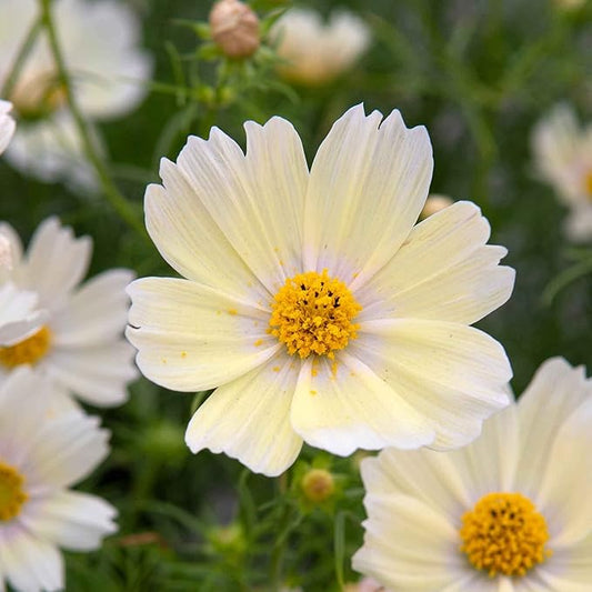 Eden Brothers Cosmos Seeds - Lemonade