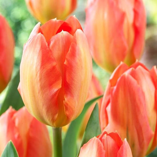 Mix Triumph Tulips 10 Bulbs for Fall Planting Colorful Flower Tulipa Darwin Hybrid Changing Colors Mixture Size 12+ 4 Varieties to Choose (Apricot Emperor, 10, Mix Color)