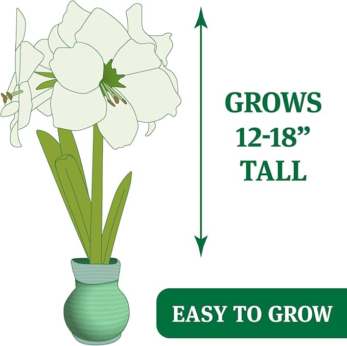 Let It Snow Sweater Amaryllis Flower Bulb with Stand, No Water Needed, Gift Ready