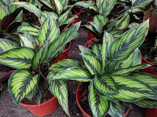 Premium Calathea Plant Soil Mix by Gardenera - Stimulate Growth and Elevate Leaf Patterns with Nourishing Formula - 5 Quart
