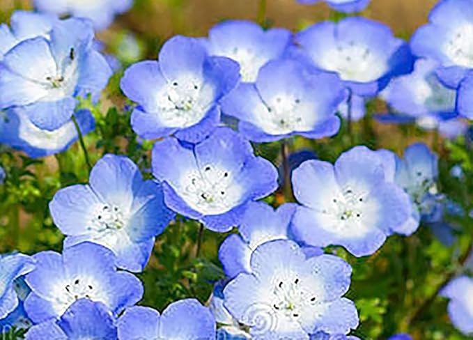 Pollinator Attracting Wildflower Seeds - Attracts Bees, Butterflies, and Other Beneficial Insects, Bees Knees Mix