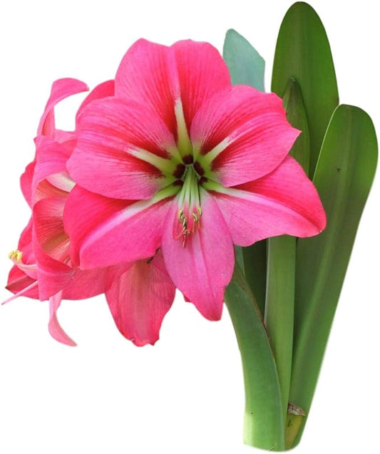 Easy to Grow Amaryllis Pink Flush 1 Plant Bulb - Bright Pink Flowers Indoor Holiday & Outdoor Zones 9-11