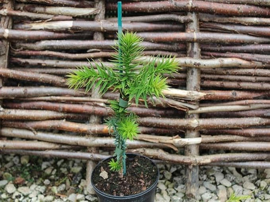 GARDENERA Premium Araucaria Potting Soil Mix - Perfect Balance of Nutrients, Drainage, and Aeration for Healthy Araucaria Trees - 3 Quart