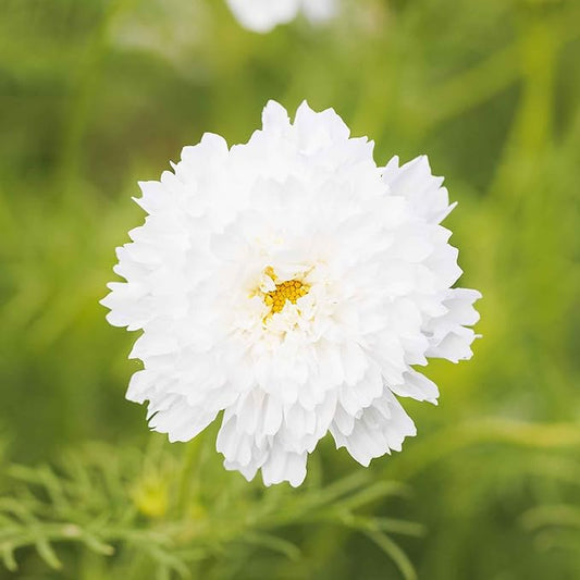 Eden Brothers Cosmos Seeds - Double Click White Knight
