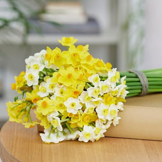 Dutch Bulbs Budget Fragrant Daffodil Bulbs Collection (25 Daffodil), Perennial and Hardy, Flower Bulb Mix from Holland for Garden and Pot, 6-7 Varieties (no Seeds, not Artificial)
