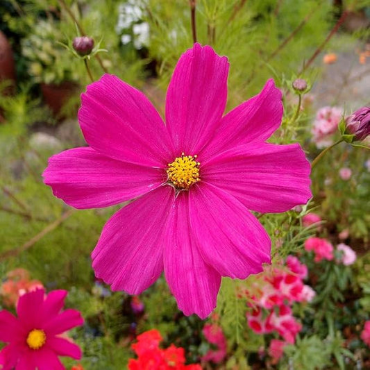 Eden Brothers Cosmos Seeds - Dazzler