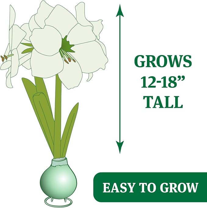 Holiday Waxed Amaryllis Flower Collection, No Water Needed (Pack of 3)