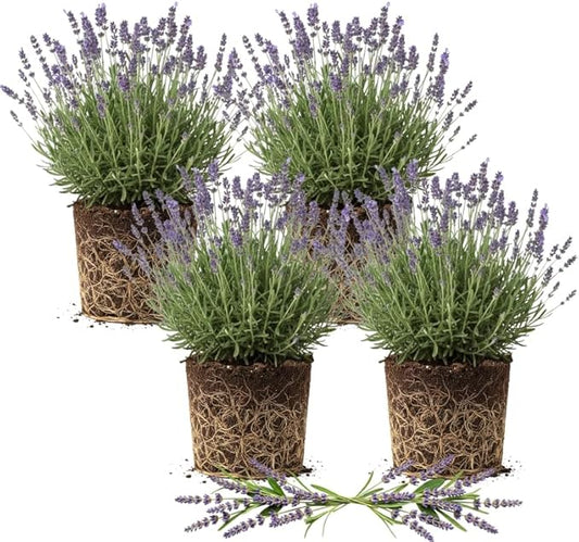 4 Phenomenal Lavender Plants Live Outdoor Indoor, Cold Hardy Fragrant Perennial Herb for Garden and Landscape, 4-8 Inch Tall