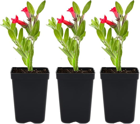 3 Island Snapdragon (Galvezia speciosa) Outdoor Native Plant Plugs in Individual pots, Direct from Grower, no neonicotinoids, Supports pollinators