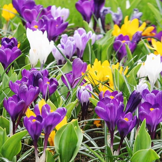 Large Mixed Crocus Flower Bulbs Value Bag - 12 Bulbs per Pack - Good for Indoor Forcing - Grows Well in Containers - Naturalizing - Perennializing - Easy to Grow Live Plants - Outdoor Garden