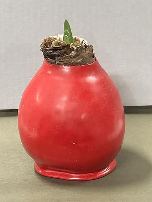 Red Amaryllis Wax Covered Bulb - Very Large Bulb - Red Lion 36 cm - 2-3 Stalks