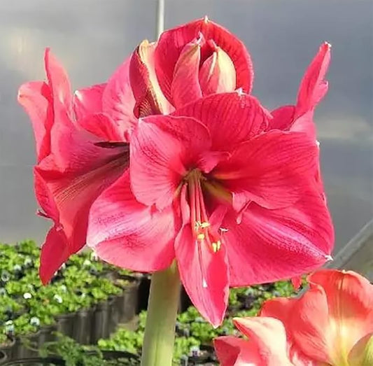 Waxed Pink Amaryllis Bulb
