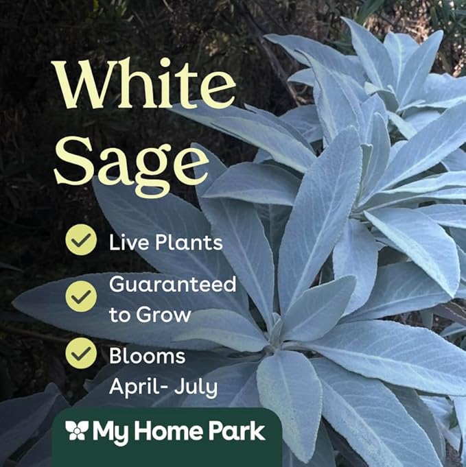 White Sage (Salvia apiana) - 6 Live Plants - Sacred California Native Bee Sage with Fragrant Silver Leaves – Drought-Tolerant, Pollinator Friendly, Deer Resistant, Full Sun Garden Shrub