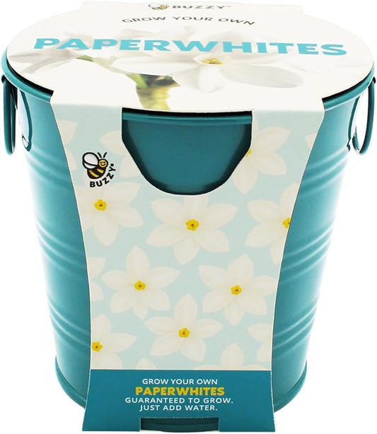 BUZZY Seeds Holiday Paperwhites Grow Kit, Complete with Bulbs, Teal Pail, Growing Medium, and Easy-to-Follow Instructions, Windowsill Gardening, Holiday Decor, Seasonal Gift for Home or Office