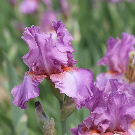 Persian Berry Reblooming Bearded Iris - Naturalizing Perennial Flower - Attracts Butterflies and Great for Cut Floral Arrangements - Easy to Grow Fall Planting Bulbs by Willard & May