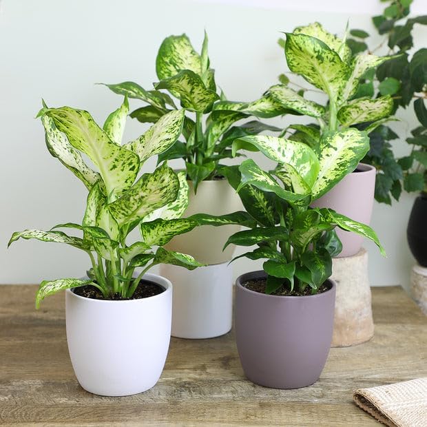 Gardenera Premium DIEFFENBACHIA Potting Soil Mix - Ideal for Growing Robust and Healthy Dieffenbachia - 4 Quart