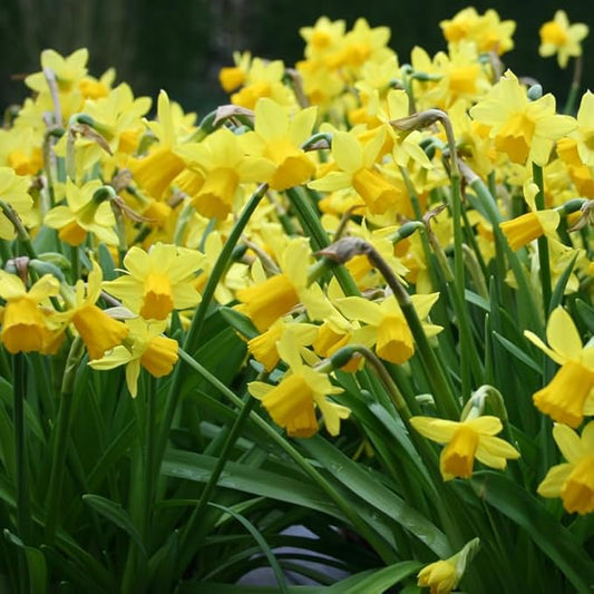 Carlton Daffodil Flower Bulbs - 10 Bulbs per Pack - Pleasantly Scented - Deer Resistant - Good as Cut Flowers - Good for Indoor Forcing - Grows Well in Containers - Perennializing