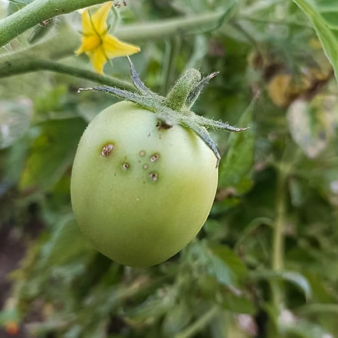 HEDO Delta Pheromone Trap with Tuta Lure for Tomato Leaf Miner(Tuta absoluta) to Control Damage in Tomato Pack of 5