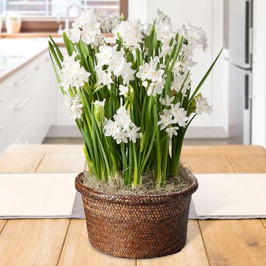 Paperwhites Indoor Potted Bulb Garden - Simply Water and Flowers Open in 3-6 Weeks - Pleasantly Scented - Grows Well in Containers - Gift Ready Flower Bulbs