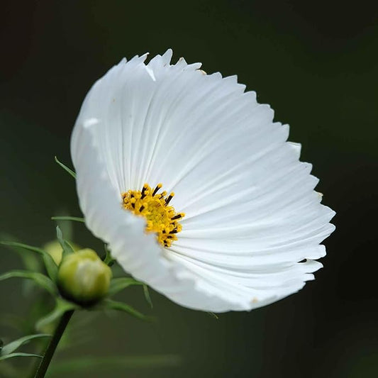 Eden Brothers Cosmos Seeds - Cupcake White